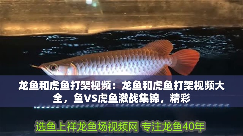 龍魚和虎魚打架視頻：龍魚和虎魚打架視頻大全，魚VS虎魚激戰(zhàn)集錦，精彩 龍魚和虎魚打架視頻：龍魚和虎魚打架視頻大全，魚VS虎魚激戰(zhàn)集錦，精彩 水族問答