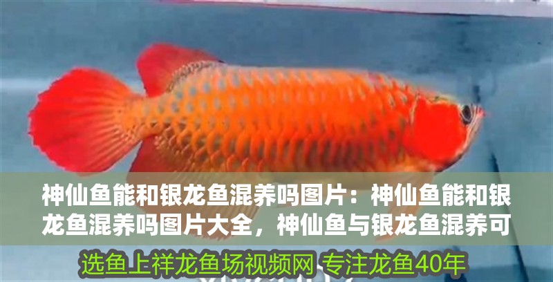 神仙魚能和銀龍魚混養嗎圖片：神仙魚能和銀龍魚混養嗎圖片大全，神仙魚與銀龍魚混養可行性