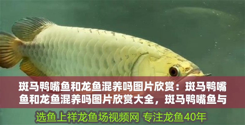 斑馬鴨嘴魚和龍魚混養嗎圖片欣賞：斑馬鴨嘴魚和龍魚混養嗎圖片欣賞大全，斑馬鴨嘴魚與龍魚混養視覺盛宴，高清圖片
