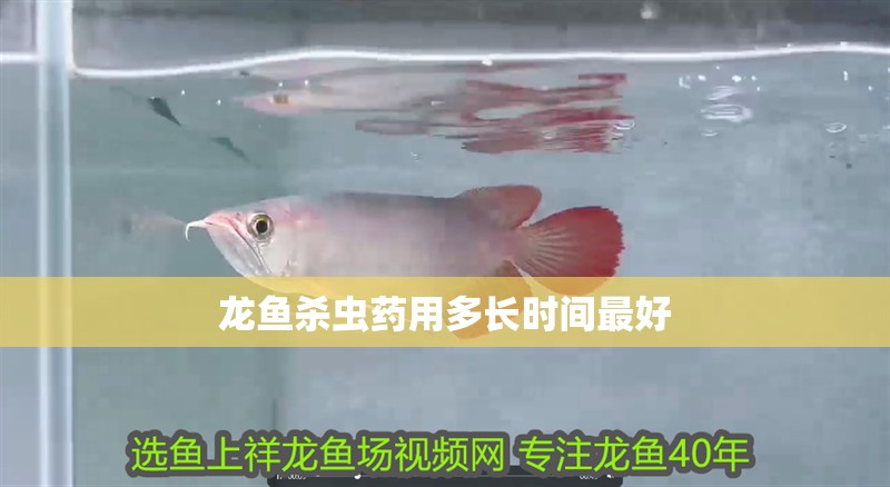 龍魚殺蟲藥用多長時間最好