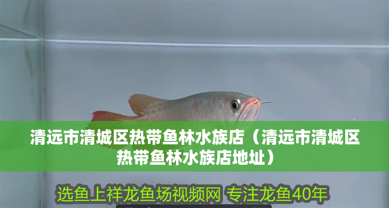 清遠市清城區熱帶魚林水族店（清遠市清城區熱帶魚林水族店地址）