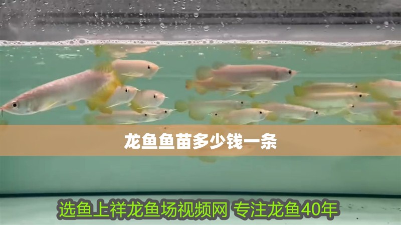 龍魚魚苗多少錢一條