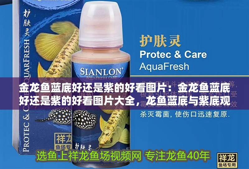 金龍魚藍底好還是紫的好看圖片：金龍魚藍底好還是紫的好看圖片大全，龍魚藍底與紫底觀賞對比