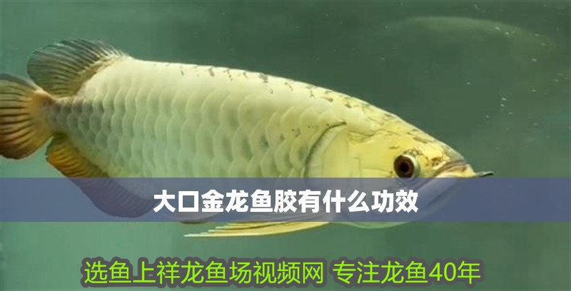 大口金龍魚膠有什么功效