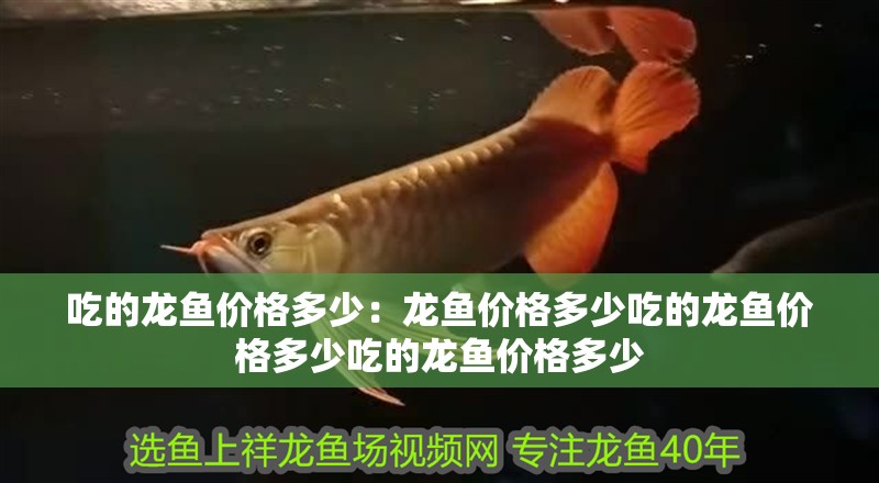 吃的龍魚價格多少：龍魚價格多少吃的龍魚價格多少吃的龍魚價格多少