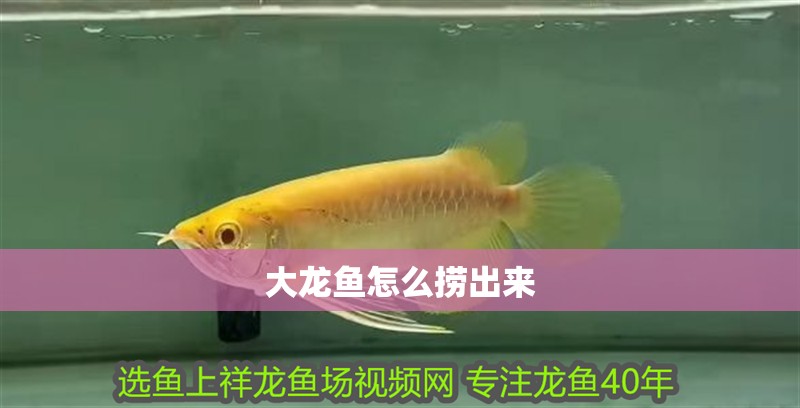 大龍魚怎么撈出來