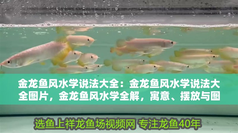 金龍魚風水學說法大全：金龍魚風水學說法大全圖片，金龍魚風水學全解，寓意、擺放與圖片指南