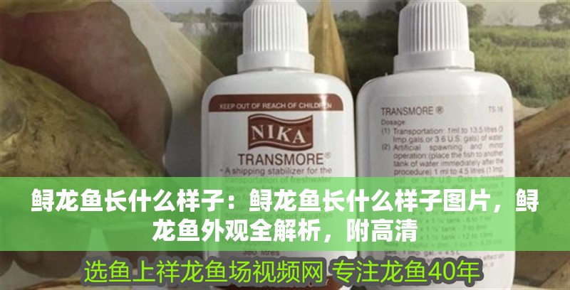 鱘龍魚長(zhǎng)什么樣子：鱘龍魚長(zhǎng)什么樣子圖片，鱘龍魚外觀全解析，附高清