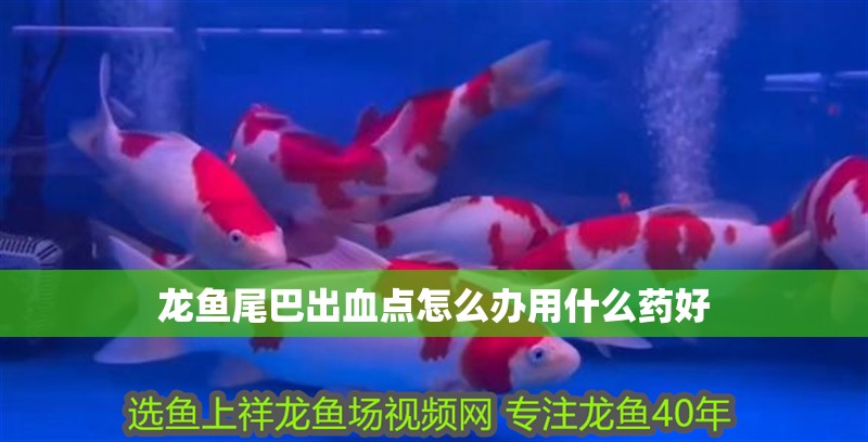 龍魚尾巴出血點怎么辦用什么藥好 龍魚百科 第2張 龍魚尾巴出血點怎么辦用什么藥好 龍魚尾巴出血點怎么辦用什么藥好 龍魚百科 第2張
