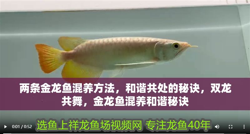 兩條金龍魚混養方法,和諧共處的秘訣,雙龍共舞,金龍魚混養和諧秘訣 龍魚百科 第1張 兩條金龍魚混養方法,和諧共處的秘訣,雙龍共舞,金龍魚混養和諧秘訣 兩條金龍魚混養方法,和諧共處的秘訣,雙龍共舞,金龍魚混養和諧秘訣 龍魚百科 第1張
