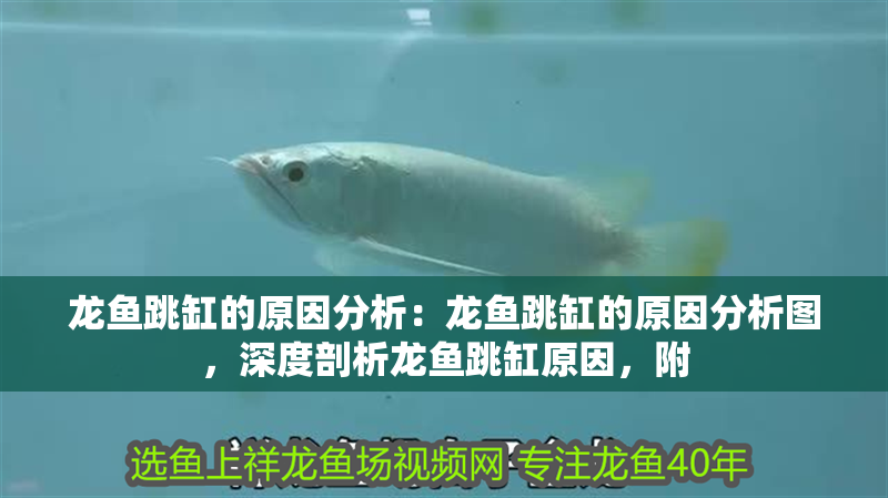 龍魚跳缸的原因分析：龍魚跳缸的原因分析圖，深度剖析龍魚跳缸原因，附 龍魚跳缸的原因分析：龍魚跳缸的原因分析圖，深度剖析龍魚跳缸原因，附 水族問答