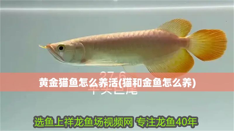 黃金貓魚怎么養(yǎng)活(貓和金魚怎么養(yǎng)) 黃金貓魚百科 第1張 黃金貓魚怎么養(yǎng)活(貓和金魚怎么養(yǎng)) 黃金貓魚怎么養(yǎng)活(貓和金魚怎么養(yǎng)) 黃金貓魚百科 第1張