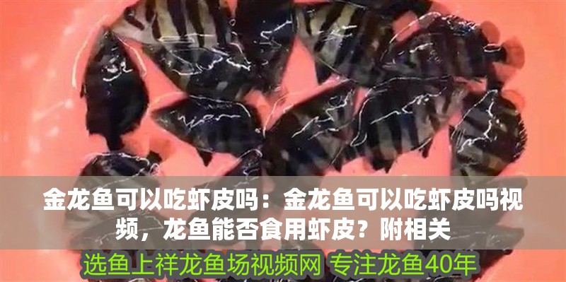 金龍魚可以吃蝦皮嗎:金龍魚可以吃蝦皮嗎視頻,龍魚能否食用蝦皮?附相關 水族問答 金龍魚可以吃蝦皮嗎:金龍魚可以吃蝦皮嗎視頻,龍魚能否食用蝦皮?附相關 金龍魚可以吃蝦皮嗎:金龍魚可以吃蝦皮嗎視頻,龍魚能否食用蝦皮?附相關 水族問答