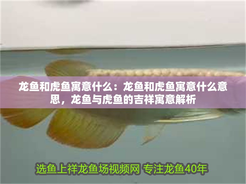 龍魚和虎魚寓意什么：龍魚和虎魚寓意什么意思，龍魚與虎魚的吉祥寓意解析 龍魚和虎魚寓意什么：龍魚和虎魚寓意什么意思，龍魚與虎魚的吉祥寓意解析 水族問答