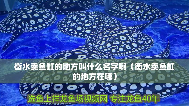 衡水賣魚缸的地方叫什么名字啊（衡水賣魚缸的地方在哪）