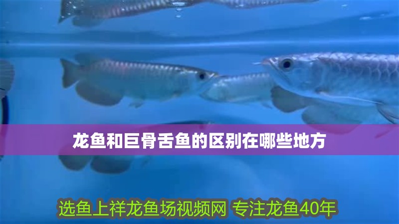 龍魚和巨骨舌魚的區(qū)別在哪些地方