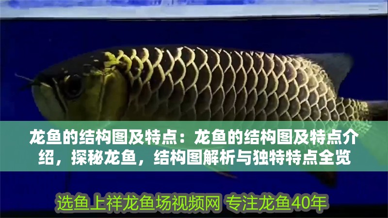 龍魚的結(jié)構(gòu)圖及特點：龍魚的結(jié)構(gòu)圖及特點介紹，探秘龍魚，結(jié)構(gòu)圖解析與獨特特點全覽