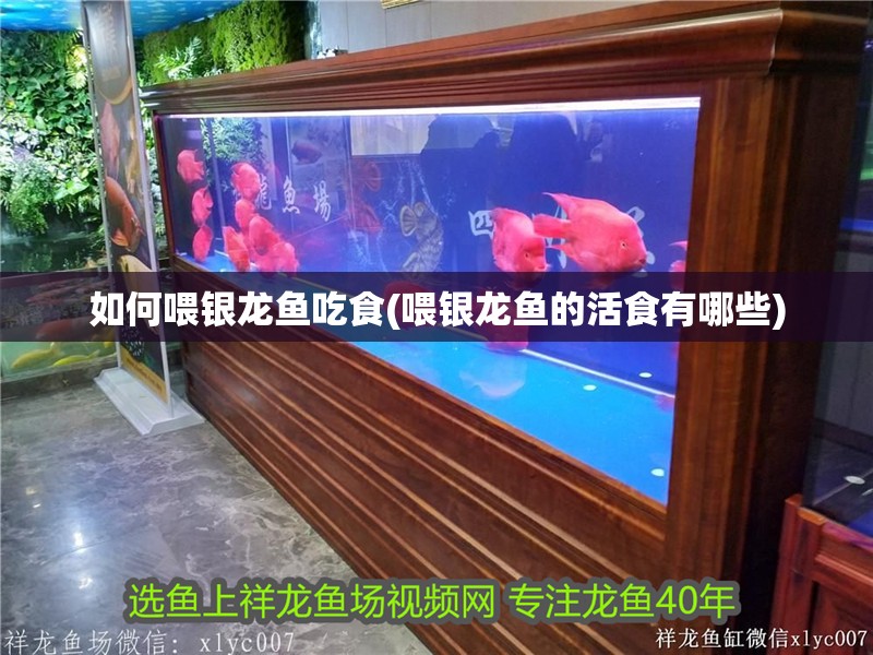 如何喂銀龍魚吃食(喂銀龍魚的活食有哪些)