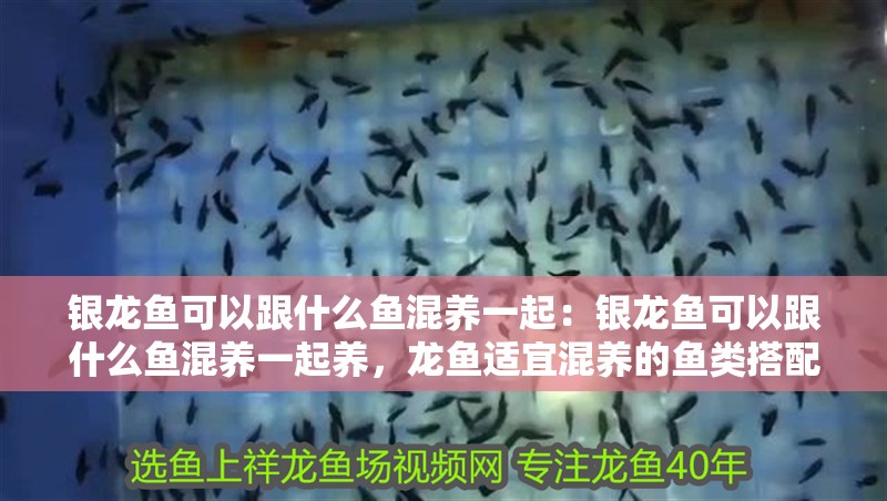 銀龍魚可以跟什么魚混養一起：銀龍魚可以跟什么魚混養一起養，龍魚適宜混養的魚類搭配指南