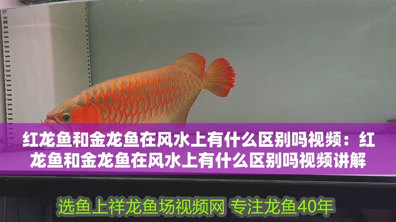 紅龍魚和金龍魚在風水上有什么區別嗎視頻：紅龍魚和金龍魚在風水上有什么區別嗎視頻講解，紅龍魚與金龍魚風水差異