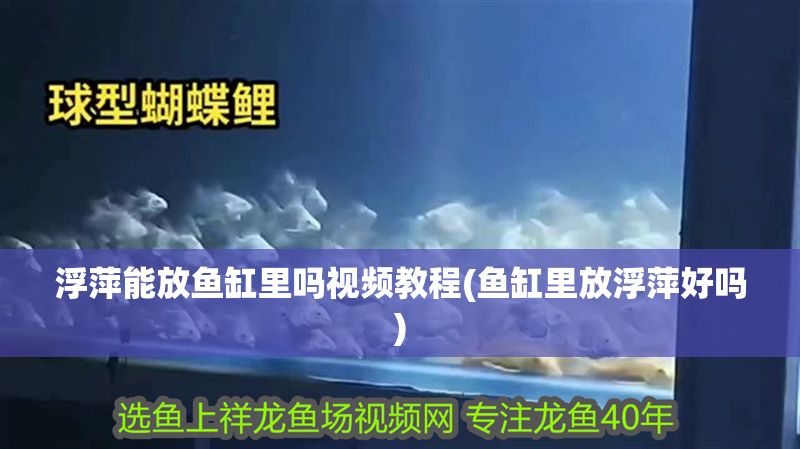 浮萍能放魚缸里嗎視頻教程(魚缸里放浮萍好嗎) 浮萍能放魚缸里嗎視頻教程(魚缸里放浮萍好嗎) 錦鯉魚百科 第1張