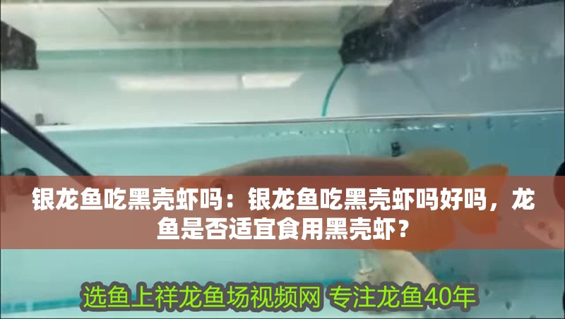 銀龍魚吃黑殼蝦嗎：銀龍魚吃黑殼蝦嗎好嗎，龍魚是否適宜食用黑殼蝦？
