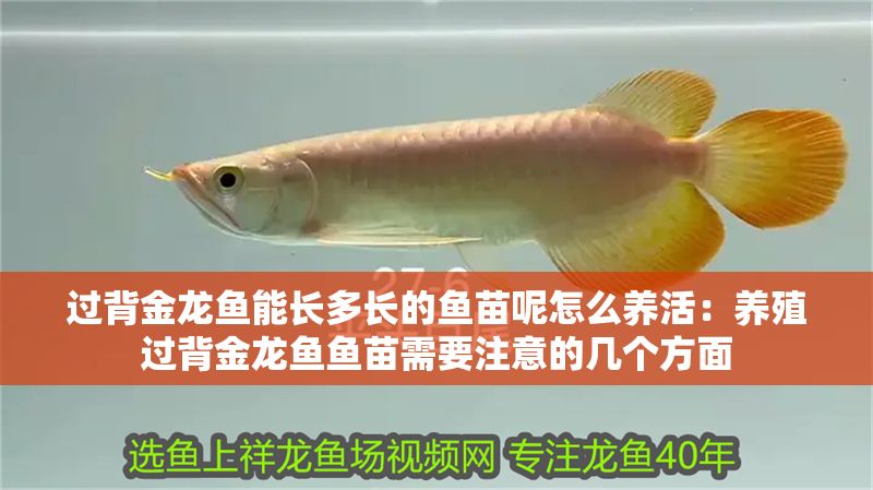 過背金龍魚能長多長的魚苗呢怎么養活：養殖過背金龍魚魚苗需要注意的幾個方面