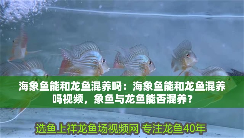 海象魚能和龍魚混養嗎：海象魚能和龍魚混養嗎視頻，象魚與龍魚能否混養？