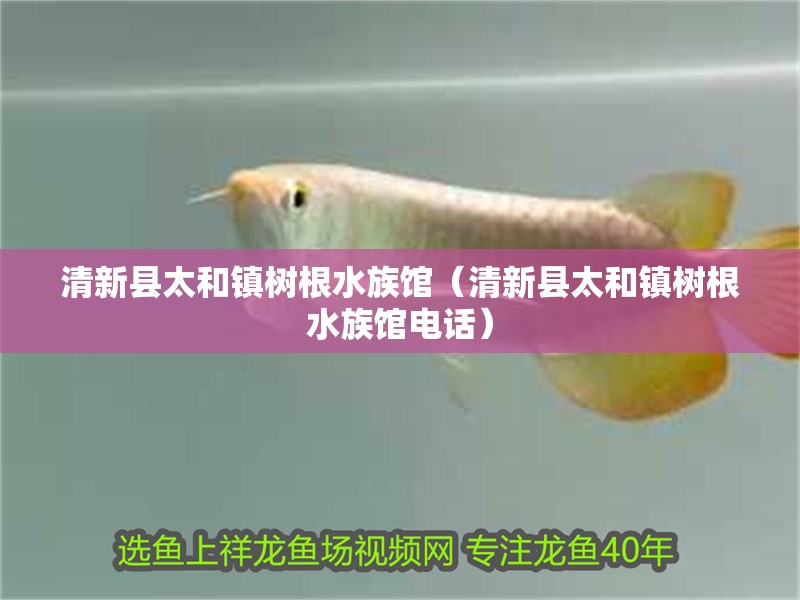 清新縣太和鎮(zhèn)樹根水族館（清新縣太和鎮(zhèn)樹根水族館電話）