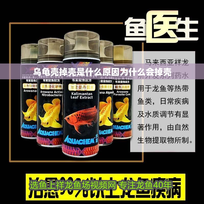 烏龜殼掉殼是什么原因為什么會掉殼