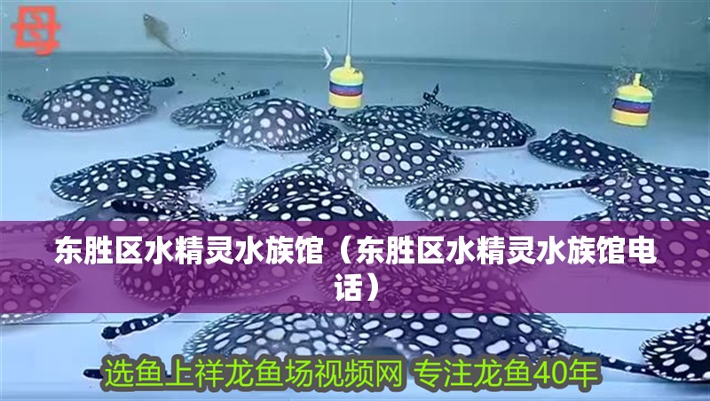 東勝區水精靈水族館(東勝區水精靈水族館電話) 全國水族館企業名錄 第2張 東勝區水精靈水族館(東勝區水精靈水族館電話) 東勝區水精靈水族館(東勝區水精靈水族館電話) 全國水族館企業名錄 第2張