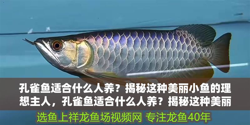 孔雀魚適合什么人養？揭秘這種美麗小魚的理想主人，孔雀魚適合什么人養？揭秘這種美麗小魚的理想主人 孔雀魚適合什么人養？揭秘這種美麗小魚的理想主人，孔雀魚適合什么人養？揭秘這種美麗小魚的理想主人 龍魚常見疾病 第1張