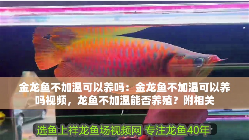 金龍魚不加溫可以養嗎：金龍魚不加溫可以養嗎視頻，龍魚不加溫能否養殖？附相關