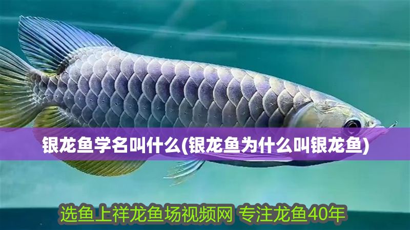 銀龍魚學名叫什么(銀龍魚為什么叫銀龍魚)