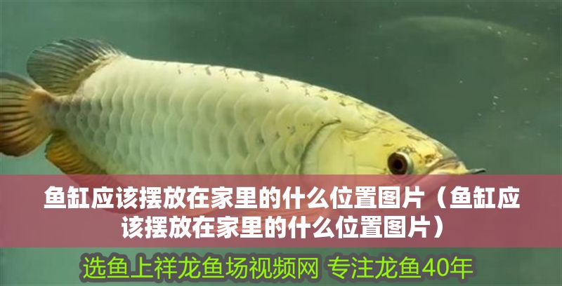 魚缸應(yīng)該擺放在家里的什么位置圖片（魚缸應(yīng)該擺放在家里的什么位置圖片）