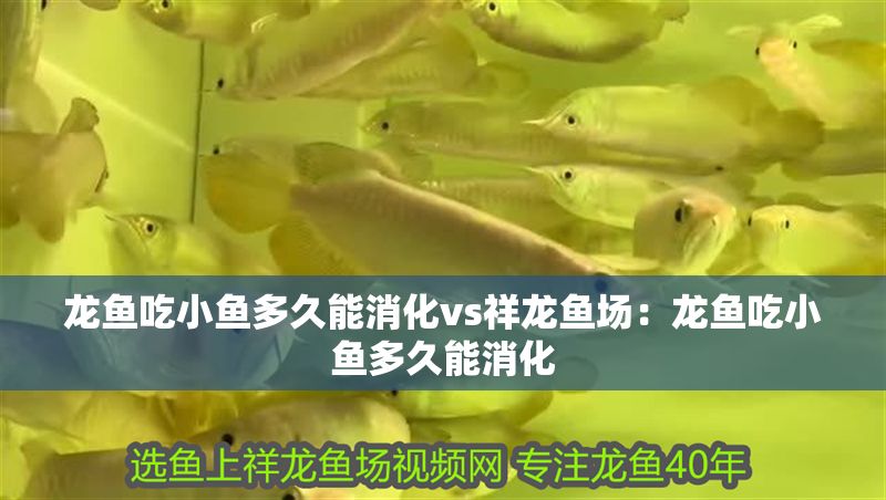 龍魚吃小魚多久能消化vs祥龍魚場：龍魚吃小魚多久能消化