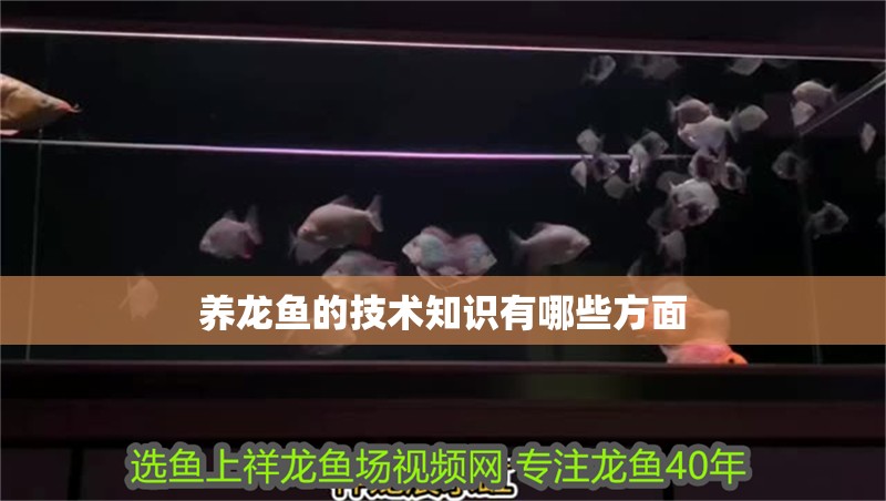 養龍魚的技術知識有哪些方面 龍魚百科 第4張 養龍魚的技術知識有哪些方面 養龍魚的技術知識有哪些方面 龍魚百科 第4張