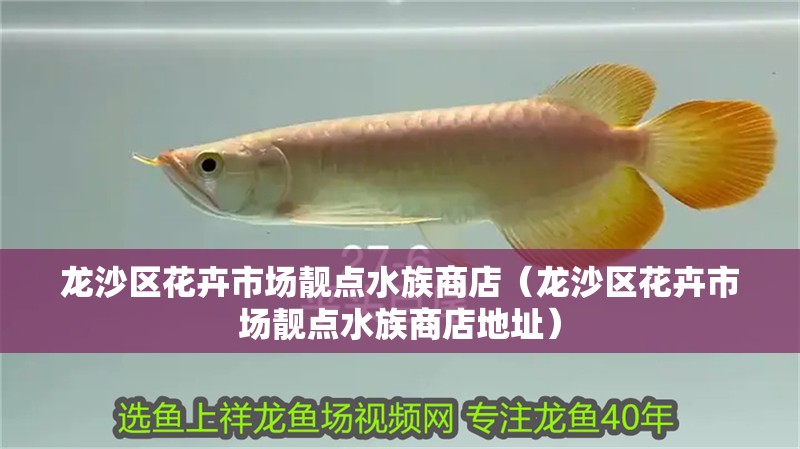 龍沙區花卉市場靚點水族商店（龍沙區花卉市場靚點水族商店地址）