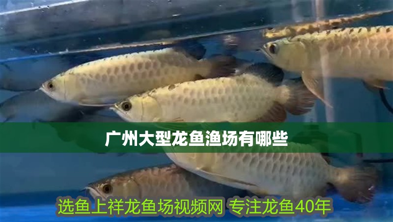 廣州大型龍魚漁場有哪些