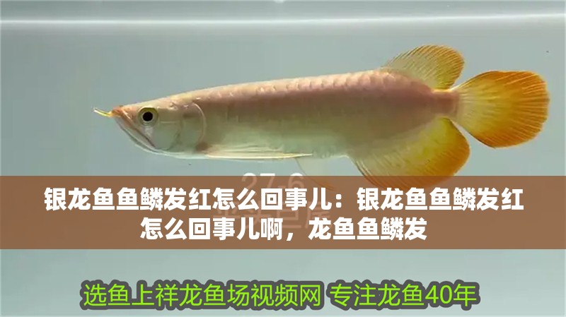 銀龍魚魚鱗發紅怎么回事兒：銀龍魚魚鱗發紅怎么回事兒啊，龍魚魚鱗發 銀龍魚魚鱗發紅怎么回事兒：銀龍魚魚鱗發紅怎么回事兒啊，龍魚魚鱗發 水族問答
