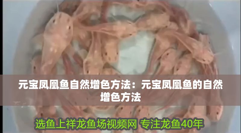 詳細(xì)閱讀:元寶鳳凰魚自然增色方法:元寶鳳凰魚的自然增色方法 元寶鳳凰魚自然增色方法:元寶鳳凰魚的自然增色方法