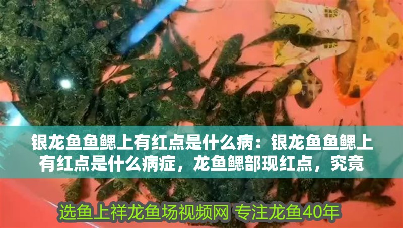 銀龍魚魚鰓上有紅點是什么?。恒y龍魚魚鰓上有紅點是什么病癥，龍魚鰓部現(xiàn)紅點，究竟
