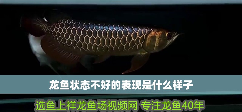 龍魚狀態不好的表現是什么樣子