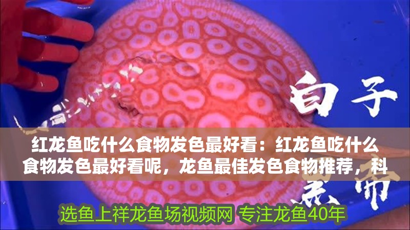 紅龍魚吃什么食物發色最好看：紅龍魚吃什么食物發色最好看呢，龍魚最佳發色食物推薦，科學喂養助力絢麗體色 紅龍魚吃什么食物發色最好看：紅龍魚吃什么食物發色最好看呢，龍魚最佳發色食物推薦，科學喂養助力絢麗體色 水族問答