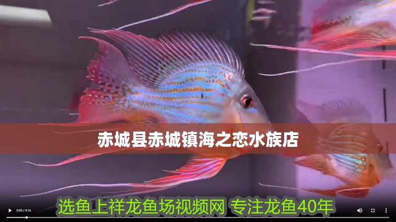 赤城縣赤城鎮(zhèn)海之戀水族店
