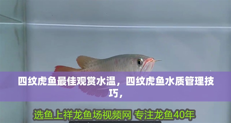 四紋虎魚最佳觀賞水溫，四紋虎魚水質(zhì)管理技巧，