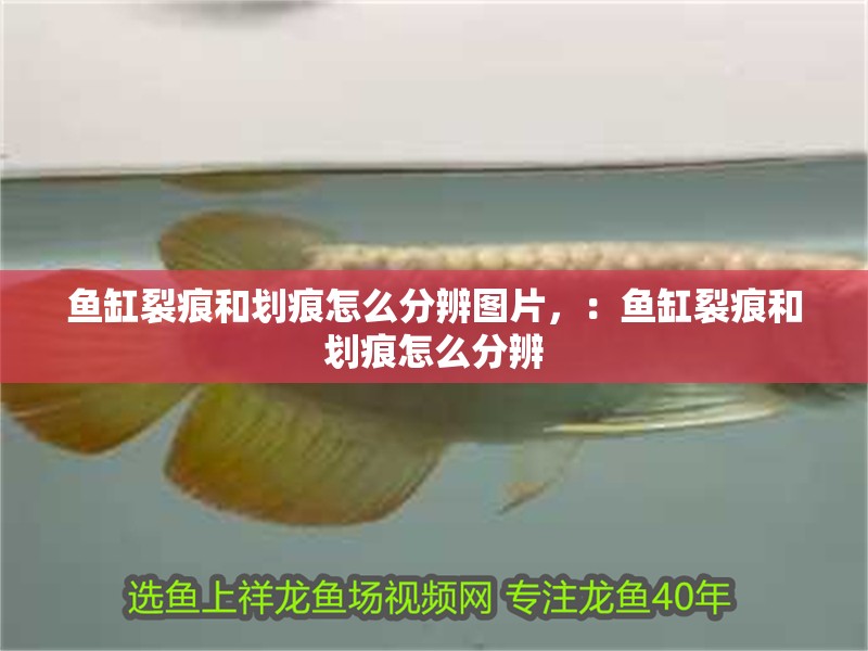 魚缸裂痕和劃痕怎么分辨圖片，：魚缸裂痕和劃痕怎么分辨