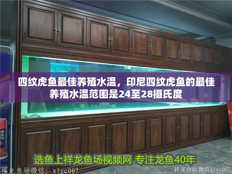 四紋虎魚最佳養(yǎng)殖水溫，印尼四紋虎魚的最佳養(yǎng)殖水溫范圍是24至28攝氏度