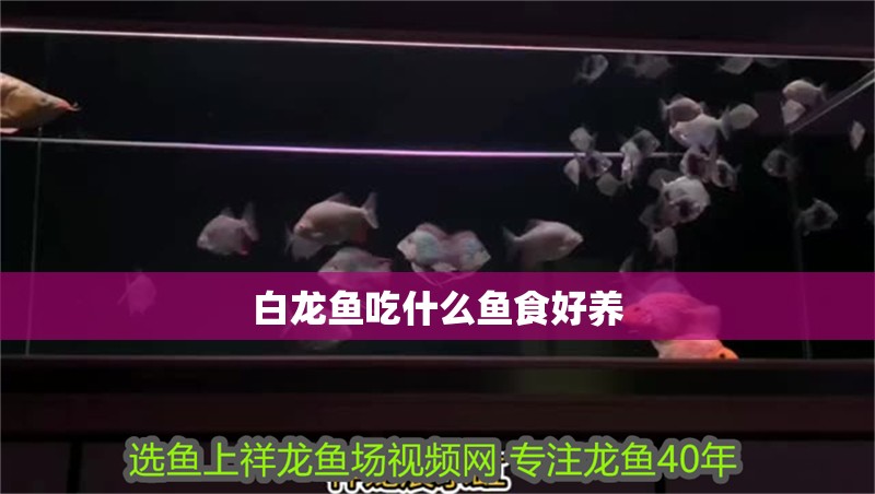白龍魚吃什么魚食好養