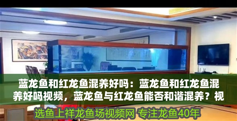 藍龍魚和紅龍魚混養(yǎng)好嗎：藍龍魚和紅龍魚混養(yǎng)好嗎視頻，藍龍魚與紅龍魚能否和諧混養(yǎng)？視頻詳解